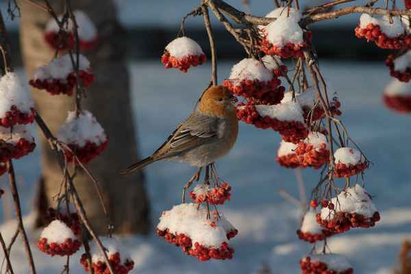 Птицы в зимнем саду: польза, или вред?