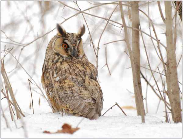 Если на даче зимуют совы: это хорошо, или стоит бороться?