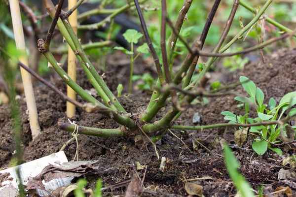 Обрывать нельзя оставить: что делать, если роза цветет поздней осенью, хотя ей пора готовиться к зиме