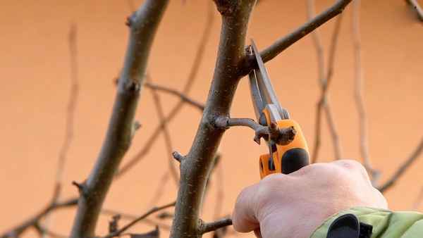 6 плодовых деревьев, которые нужно обязательно обрезать осенью, иначе будет плохой урожай