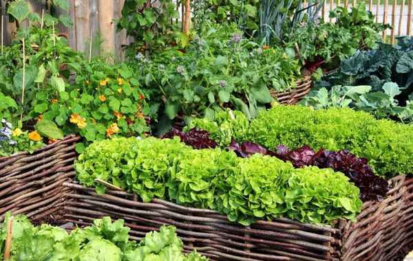 Какие культуры выгодно продавать со своего участка без особых хлопот и вложения денег