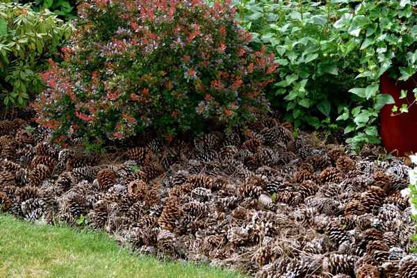 На что годятся хвойные шишки? 3 варианта использования в саду и огороде