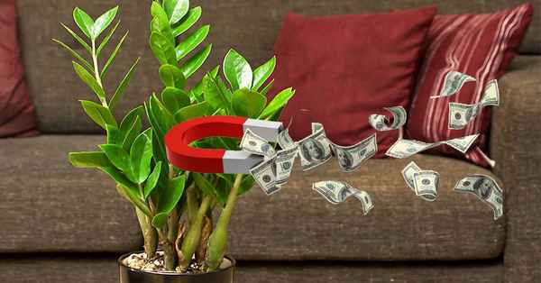 7 комнатных растений, которые притягивают в дом деньги, удачу и благополучие