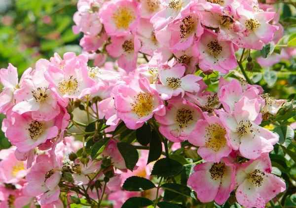 Холода не помеха: 8 самых морозостойких сортов роз, которые доживают до весны