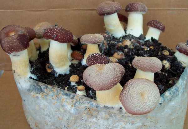 5 грибов, которые можно вырастить на даче или дома без больших хлопот