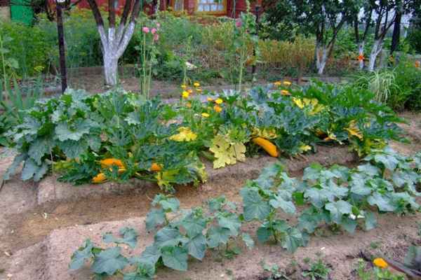 Больше никогда не посажу эти сорта овощных культур в своем огороде: мой черный список