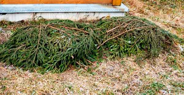 Чем я укрываю свои цветы в зиму: это лучше листьев и еловых «лапок»