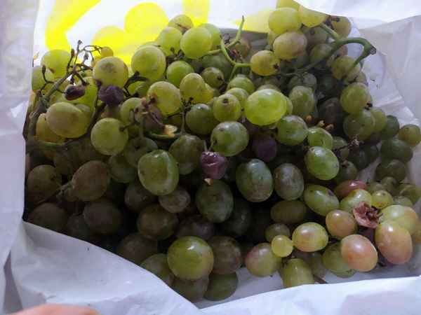 Как из кислого или неспелого винограда сделать сладкий спелый всего за 20 секунд: делюсь способом