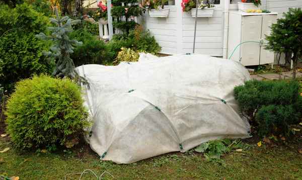 3 способа укрыть кусты от мороза