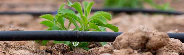 Боится ли капельный полив морозов? Как за ним ухаживать зимой?