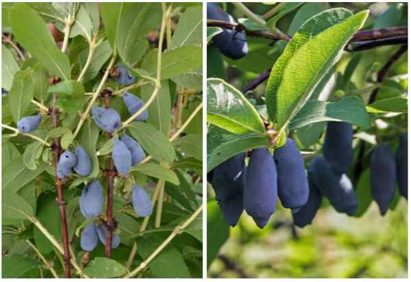 Хаpaктеристика и особенности выращивания жимолости сорта Синичка