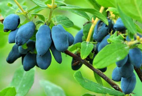 Хаpaктеристика и особенности выращивания съедобной жимолости Восторг