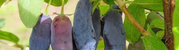 Сорт жимолости Ассоль — внешний вид, особенности сорта