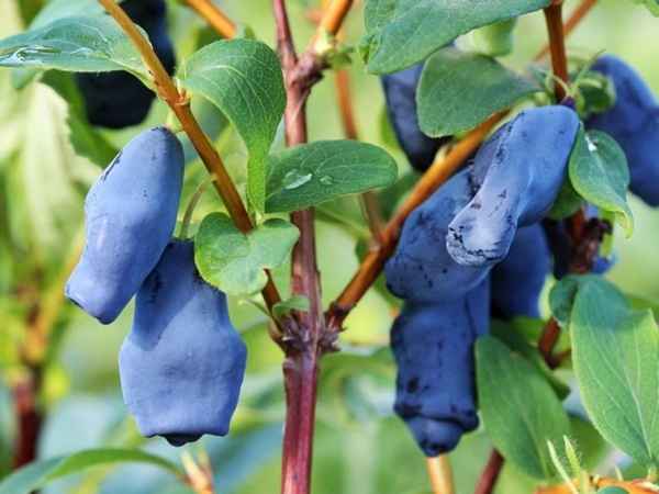 Хаpaктеристика и особенности выращивания жимолости Аврора (Aurora)