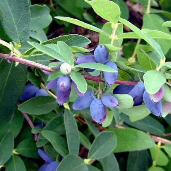 Съедобная жимолость Павловская — основные хаpaктеристики сорта