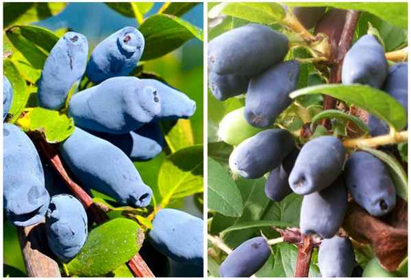 Жимолость съедобная сладкая Содружество — основные хаpaктеристики