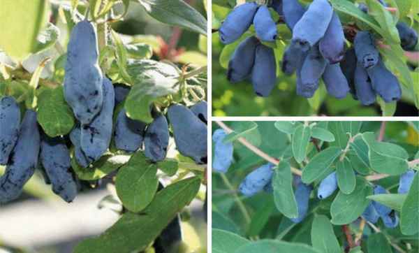 Хаpaктеристика и особенности выращивания жимолости сорта Гoлyбка