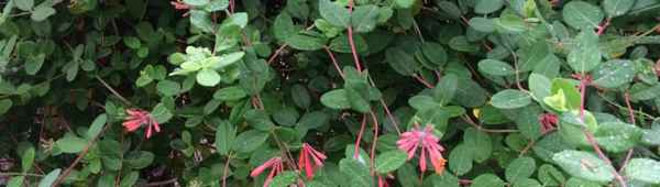 Вечнозелёная въющаяся жимолость Дрёма: особенности ухода и посадки