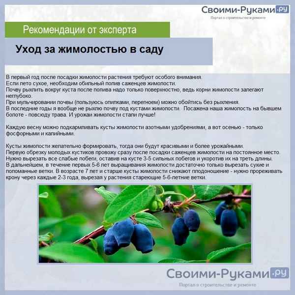 Как ухаживать весной за жимолостью: календарь работ