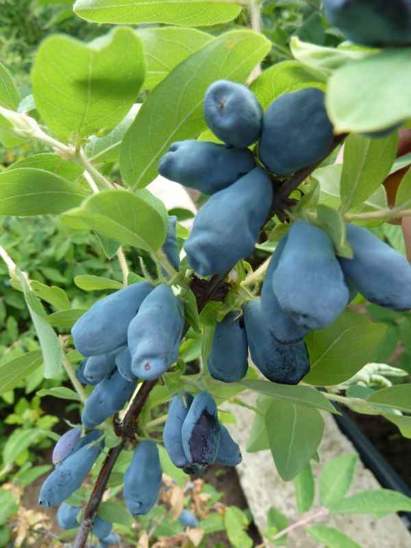 Жимолость: лучшие сорта для Ленинградской области, посадка и особенности ухода