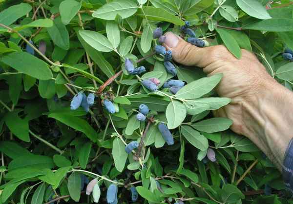 Плодоношение жимолости: как долго может плодоносить, развитие растения