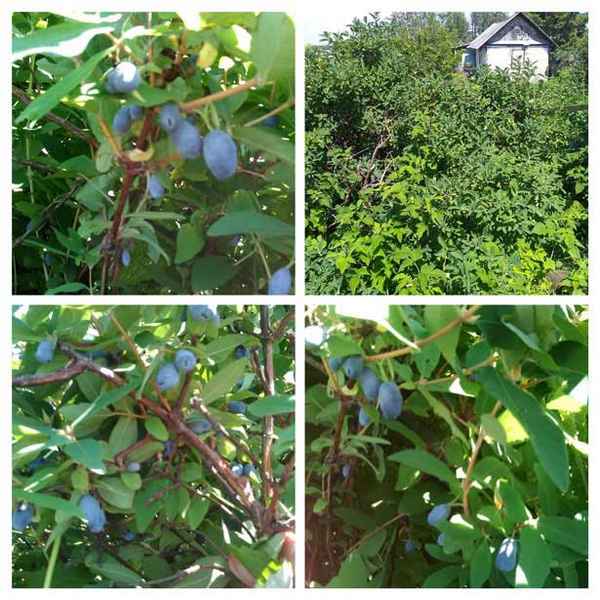 Плохо приживается и не плодоносит молодая жимолость