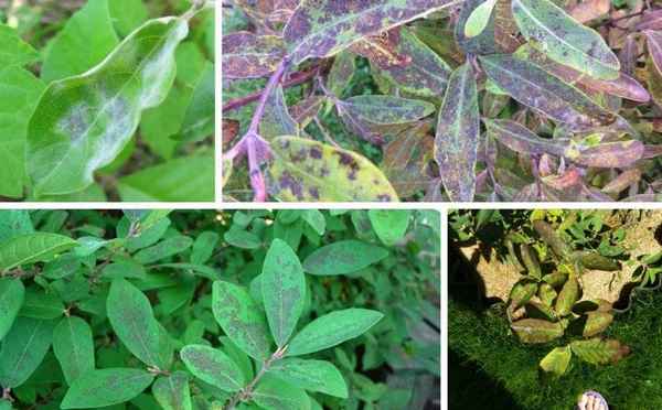 Вредители и болезни жимолости: способы лечения и профилактики