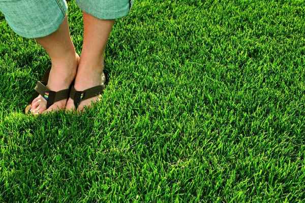 Газонная трава, которая уничтожает сорняки