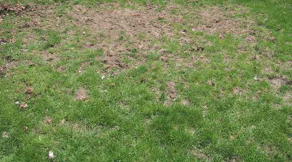Что делать, если газонная трава растёт плохо и неравномерно