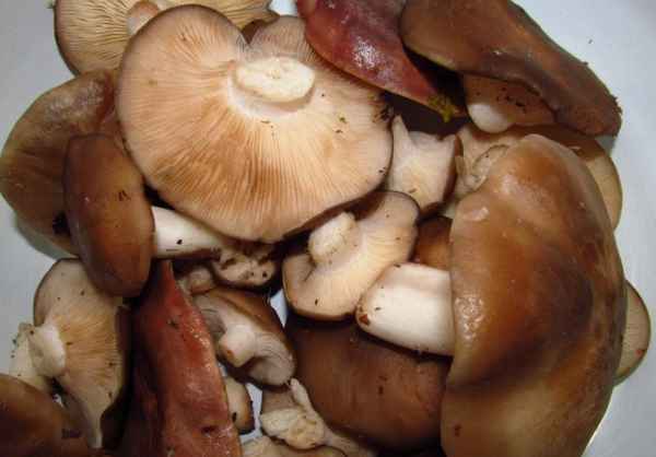 Рецепт соления рядовки