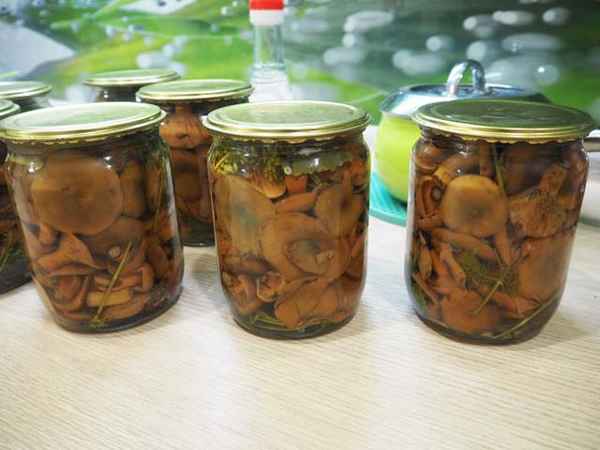 Заготовка рыжиков на зиму