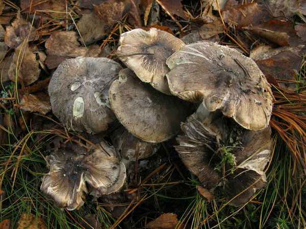 Рецепт вкусной тополиной рядовки