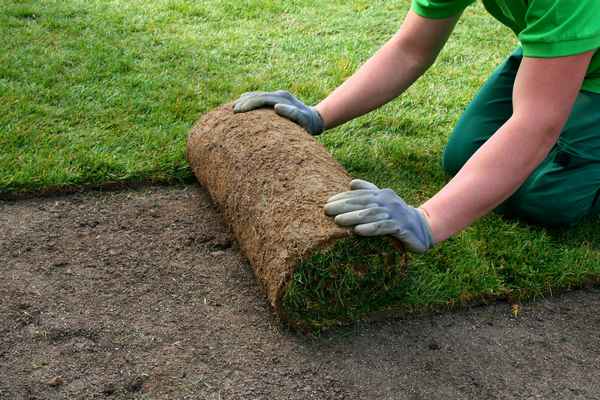 Сколько живёт рулонный газон