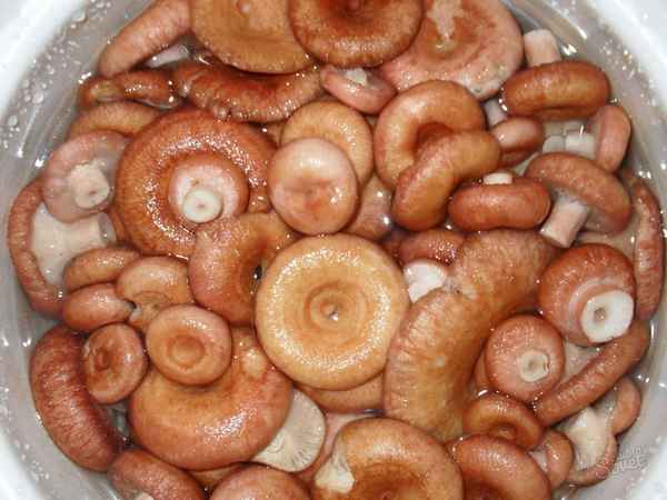 Как приготовить блюда из волнушек