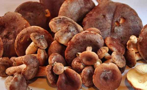 Приготовление солёных грибов горькушек