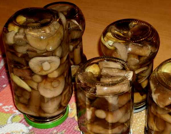 Как замариновать на зиму подберёзовики