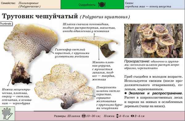 Рецепты приготовления трутовика чешуйчатого, пошаговая инструкция с фото