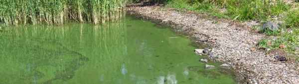 Причины появления и устранение пены в водоёме