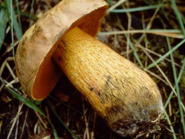 Рецепты приготовления дубовика (поддубника)