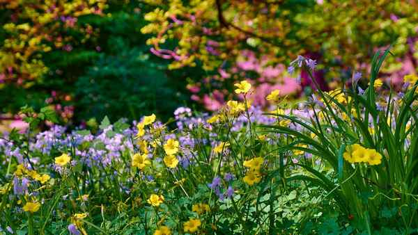 Сад с элементами дикой природы: лесные и полевые растения в саду