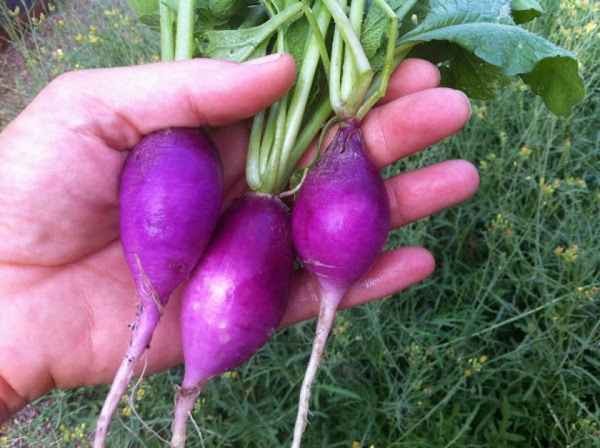 Вкусные и необычные фиолетовые овощи, которые можно вырастить в огороде