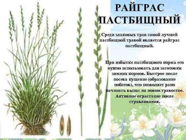 Описание и применение травы райграс пастбищный для газона