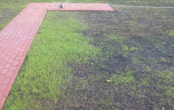 Через сколько всходит газонная трава после посева