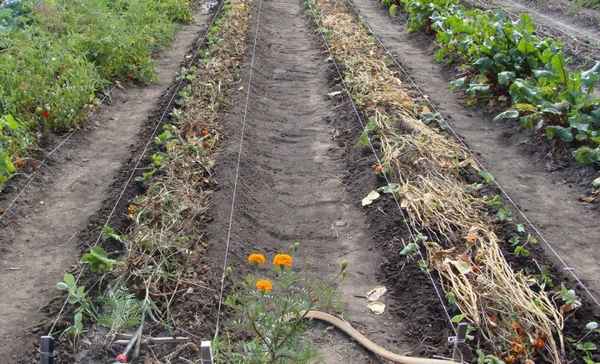 5 самых модных грядок в 2020 году