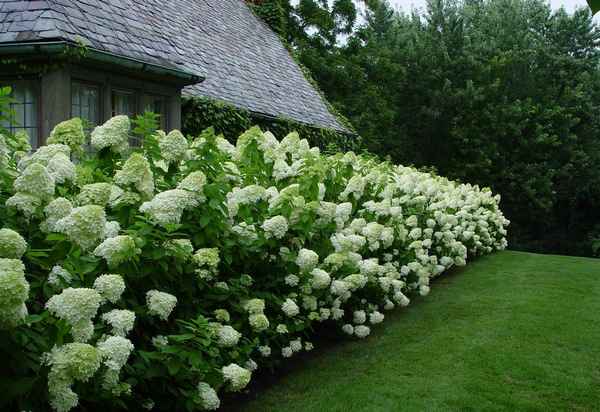 Живая изгородь из метельчатой гортензии