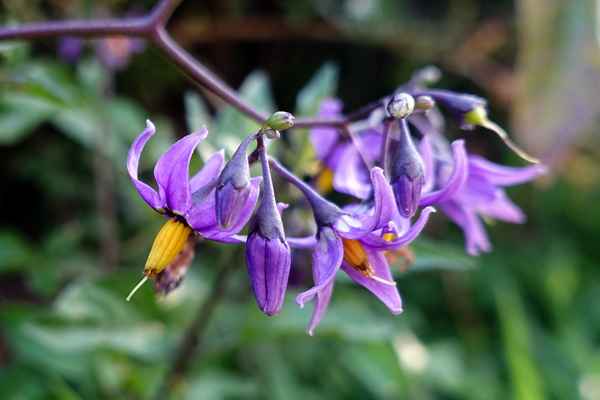 10 великолепных травянистых лиан