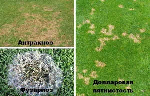 Болезни и проблемы газона