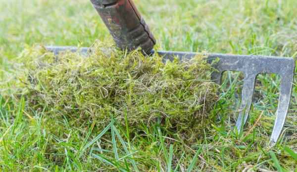Методы борьбы с мхом на газоне