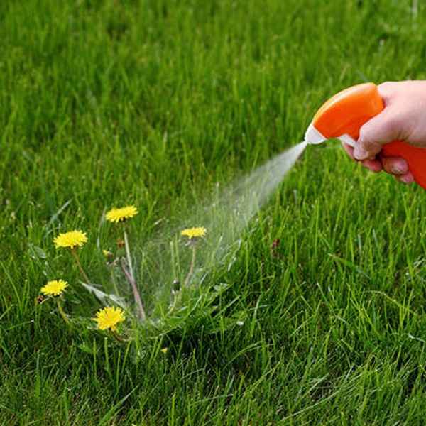 Как избавиться от сорняков на газоне, их виды и методы борьбы