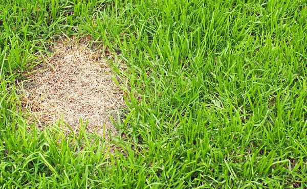 Как бороться с грибковыми болезнями газона